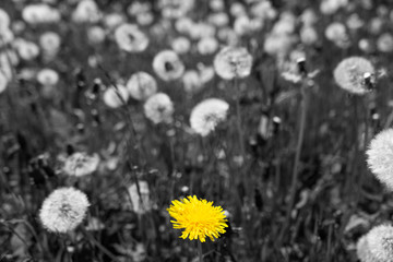 only yellow dandelion in the grass