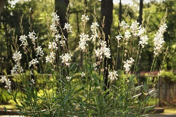 White flower of Gaura lindheimeri or Whirling Butterflies blooming on the garden and pine trees background, Spring in GA USA.