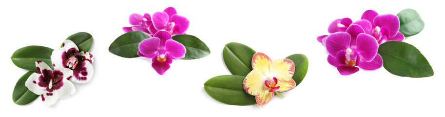 Fototapeta na wymiar Set of beautiful orchid flowers with leaves on white background. Banner design
