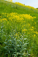 Gelbe Zackenschötchen Pflanze am Rheindamm auf einer Wiese