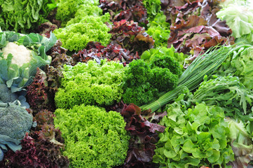 Various fresh salads, chives and vegetables - Verschiedene Salate, Schnittlauch und Gemuese