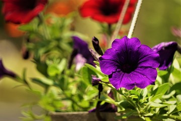 Purple or violet surfinia or petunia flower in bloom in the pot on the background of green leaf, closeup, Spring in GA USA. - obrazy, fototapety, plakaty