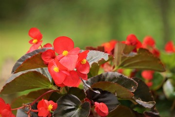 Red Begonia flower (Begonia semperflorens) blooming in the garden, soft focus and green background...