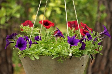 Purple or violet and red surfinia or petunia flower in bloom in the metal pot on the background of green garden, Spring in GA USA - obrazy, fototapety, plakaty