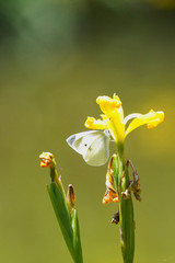 cabbage butterfly on yellow iris flower