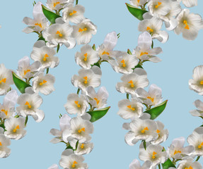 Fototapeta na wymiar Seamless pattern with white daffodils among green foliage on a blue background.