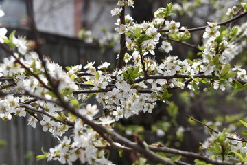 Fototapeta premium Blooming tree