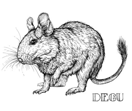 Sketch of Degu rodent pet. Vector Illustration