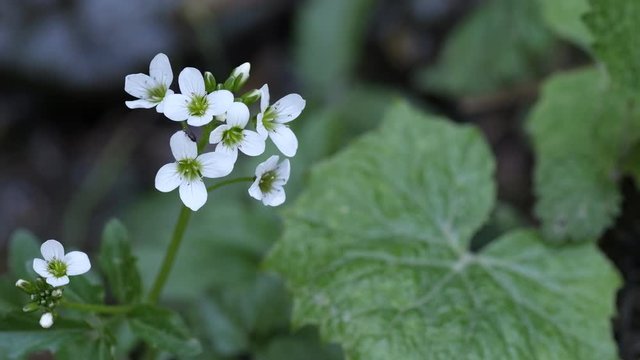 Cardamine amara, known as large bitter-cress, is a species of flowering plant in the family Brassicaceae. Seven white flowers in bloom on a green background. UHD, 3840x2160px, 29.97 FPS