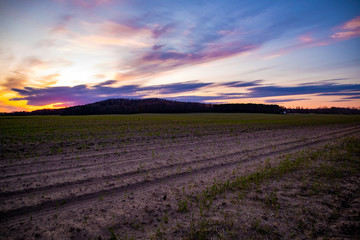 Fototapeta na wymiar Field at sunset