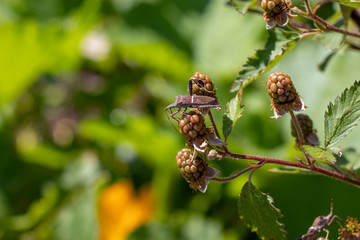 An adult leaf-footed bug, a garden pest, displays a characteristic white stripe on its back, sharp proboscis, and leaf-shaped enlargement on its hind leg while feeding on ripening blackberry fruit.