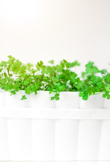 Fototapeta premium Parsley in a white pot and on a white background. Green summer parsley on a white background. Place to record. Greenery. Healthy diet. Diet. Greens for salad. Nutrition