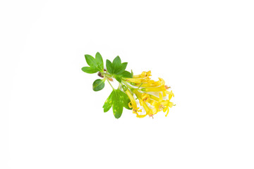 Close up of yellow barberry flowers isolated on white background
