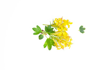 Close up of yellow barberry flowers isolated on white background