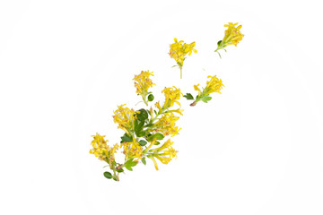 Composition of yellow barberry flowers isolated on white background