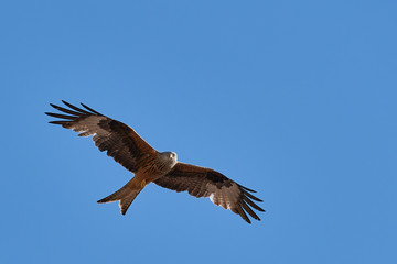 Fototapeta na wymiar The red kite fly in air with wide wings on sunny day with blue sky. Copy space