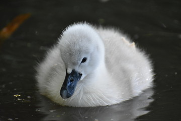 mute swan cygnus olor