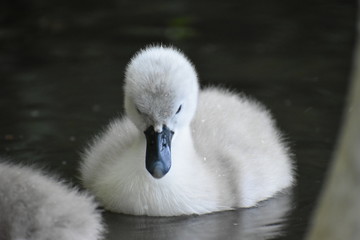 mute swan cygnus olor
