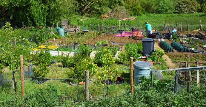 Allotments with people working and fence. - Powered by Adobe