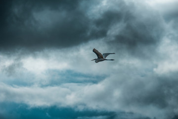 Fotos de aves