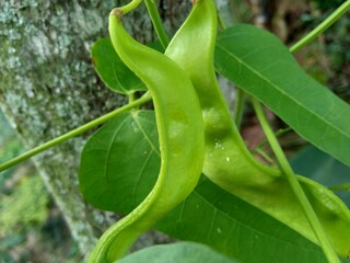 Lablab purpureus (bonavist or pea, dolichos, seim, lablab bean) with a natural background. Lablab purpureus is a species of bean in the family Fabaceae