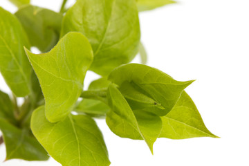Macro shot of a green leaf