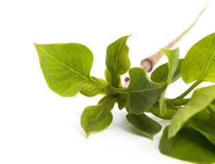 Obraz premium Branch with green leaves on a white background.