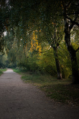 Green foliage, yellow leaves on a tree. The approach of autumn.