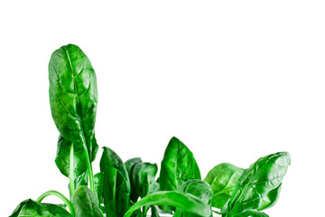 Spinach leaves isolated on a white background.