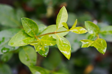 green leaves on a branch