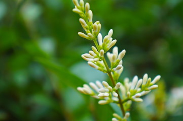 close up of a green plant
