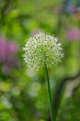 Allium