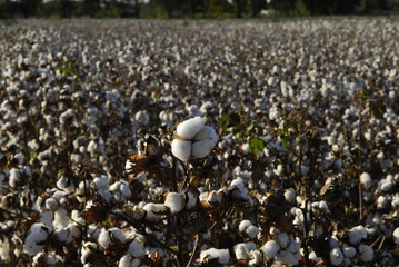 Campo flor algodon