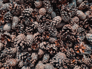 A pile of pine and spruce cones without seeds.