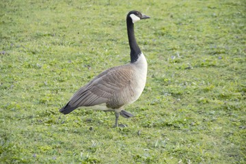 Goose on the loose 