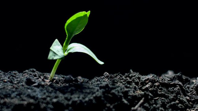 save plant concept. time laspe of plant become dry and shriveled to fresh by water