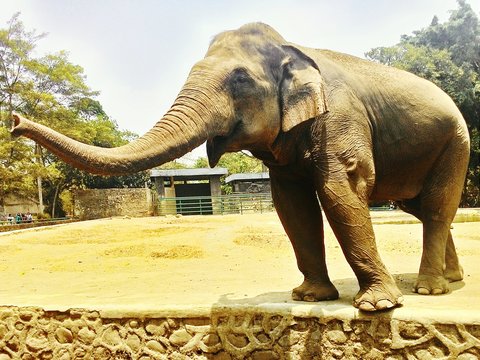 Elephant At Ragunan Zoo