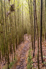 Bambu passage way