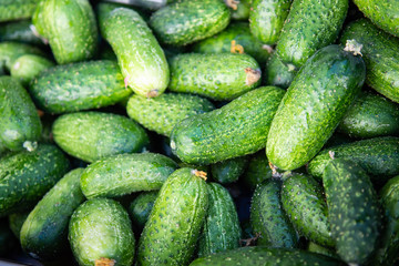 Small fresh cucumbers stacked at market in the Algarve in Portugal. Fresh pickle cucumber. Food background. Top view.  Selective focus.