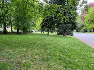 Fototapeta na wymiar Grass bank with flowers and old trees, lining an asphalt footpath on a late spring day in, Lister Park, Bradford, Yorkshire, England