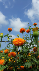 field of marigold flowers