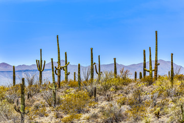 blooming cactus in detail in the desert with blue sky
