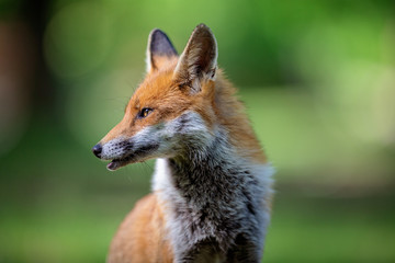 fox