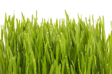 Fototapeta na wymiar Wheatgrass isolated on the white background