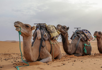 A caravan of camels resting. Sahara Desert. Merzouga Morocco.