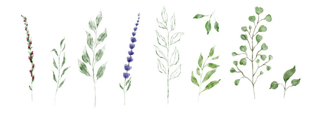 Set of plants hand drawn Watercolor. Collection with green leaves, red, blue flowers, Lavender, Eucalyptus, Laurel. Autumn, summer and spring seasons.