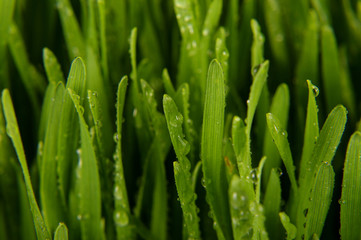 Fototapeta na wymiar Macro close up of organic wheatgrass