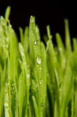 Macro close up of organic wheatgrass