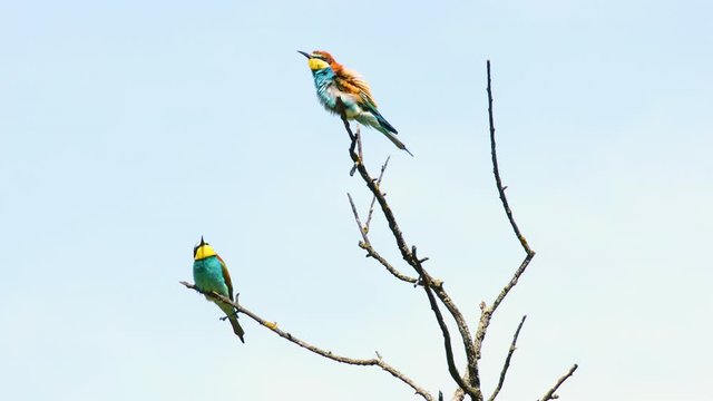 Beautiful Bird Blue-Tailed Bee-Eater on The Tree