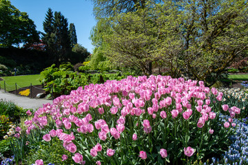 Pink tulips blooming in the Queen Elizabeth park.     Vancouver BC Canada  

